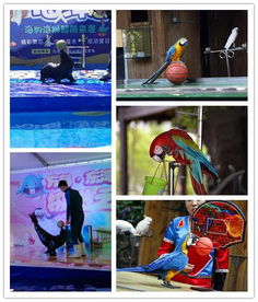 萬源市本地海洋生物表演與經(jīng)紀業(yè)務(wù)概覽